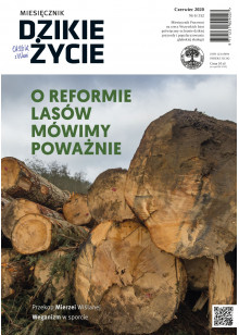 Dzikie Życie 2020, nr 6 (312) czerwiec